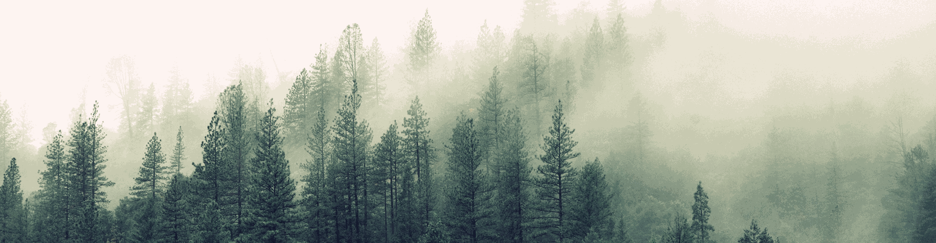 Wide panoramic view of a pine forest partially veiled in mist, deep greens and soft whites